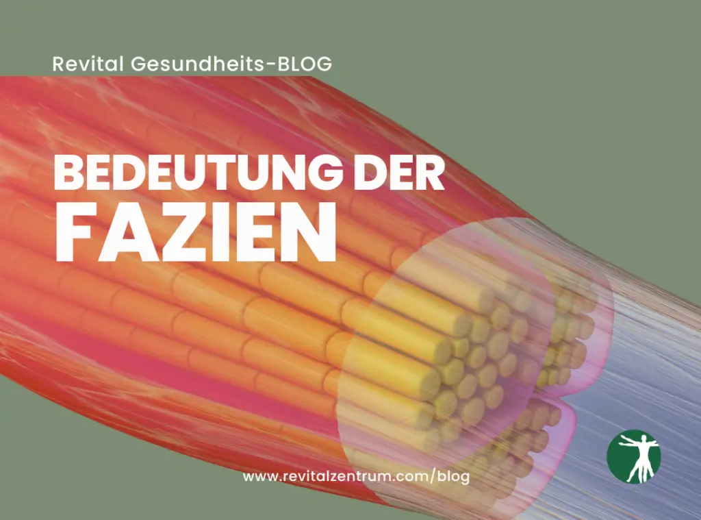 revital Gesundheits Blog - Die Bedeutung der Faszien - Physiotherapie & Osteopathie Hannover